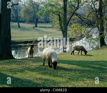 MOUTONS SUFFOLK Banque D'Images