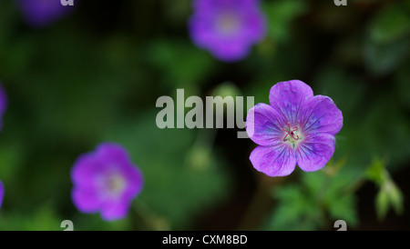 D'un plan macro Géranium sauvage Mauve avec une faible profondeur de champ et fleurs flou en arrière-plan Banque D'Images