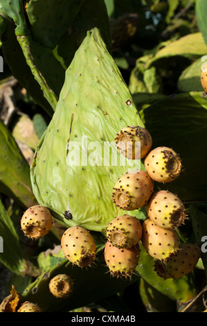 Fruit de cactus. Les fruits des cactus mûrs Banque D'Images