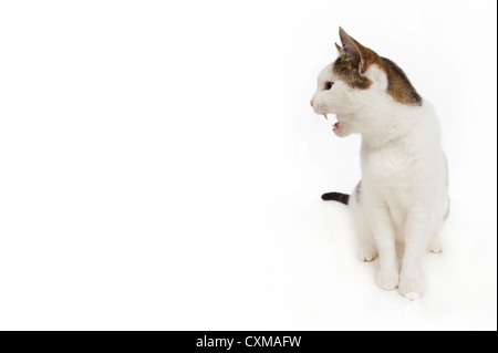 Parlant de chat, studio shot avec fond blanc Banque D'Images