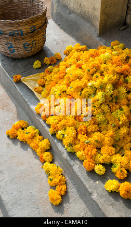 Fleurs de souci pour faire des guirlandes sur les marches d'une maison indienne. L'Andhra Pradesh, Inde Banque D'Images