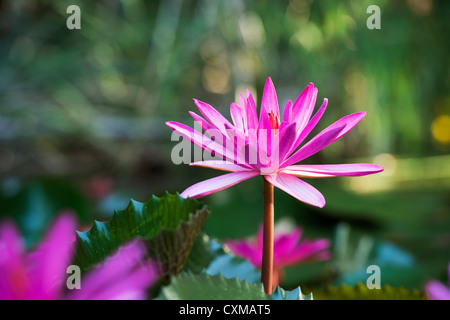 Nymphaea pubescens. Nénuphar rose au milieu de nénuphars dans un jardin d'eau en Inde Banque D'Images