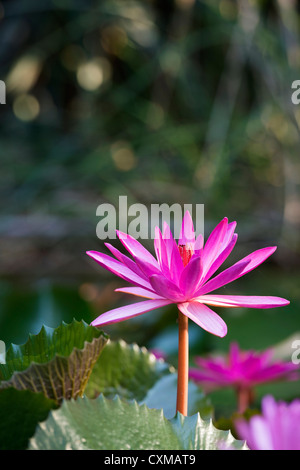 Nymphaea pubescens. Nénuphar rose au milieu de nénuphars dans un jardin d'eau en Inde Banque D'Images