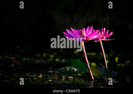 Nymphaea pubescens. Nénuphar rose au milieu de nénuphars dans un jardin d'eau en Inde Banque D'Images