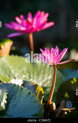 Nymphaea pubescens. Nénuphar rose au milieu de nénuphars dans un jardin d'eau en Inde Banque D'Images