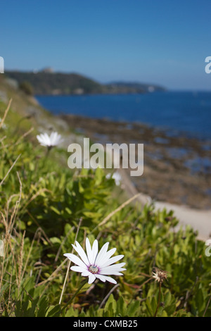 S'accrochant sur les fleurs falaise sur la plage Gyllyngvase en Falmouth, Cornwall Banque D'Images