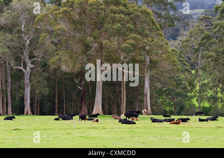 Un milieu rural vista de vaches dans un champ sur une ferme près de Danemark dans la grande région du sud de l'Australie Occidentale Banque D'Images