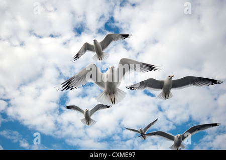 Flock of seagulls Banque D'Images