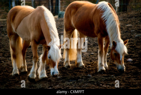 Beaux chevaux Haflinger de manger dans la lumière du soir Banque D'Images