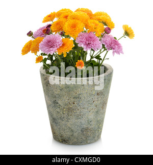 Les mamans des fleurs dans un pot de fleurs Banque D'Images