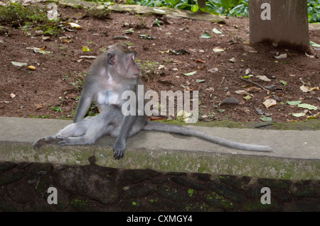 Macaque à longue queue dans la Monkey Forest, Ubud, Bali Banque D'Images