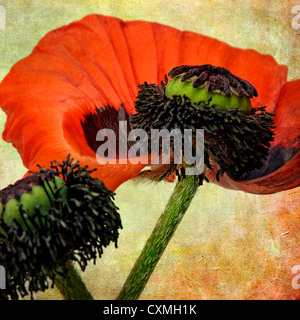 Fleur de pavot, vintage-look - art texturé effet still life droit Banque D'Images