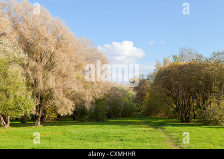 En chemin pré vert à l'automne de la frontière de la forêt Banque D'Images