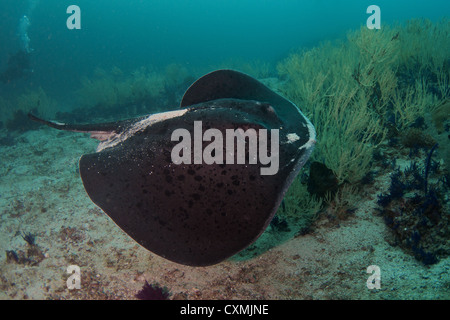 Fantail Blotched / Ray Ray récif géant (Taeniura meyeni) un individu plutôt grand, piscine lentement passé, moins d'un mètre de distance Banque D'Images