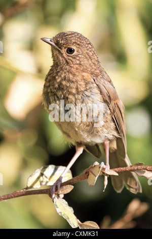 Robin (erithacus rubecula aux abords juvénile) perché sur une branche, à l'encontre d'un soft-focus feuillage vert jaune background Banque D'Images