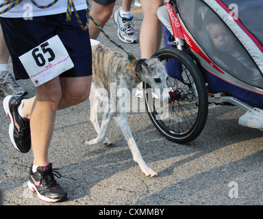 Chien qui court avec 65 canaux chauds masculins comme dans la poussette de bébé. Banque D'Images