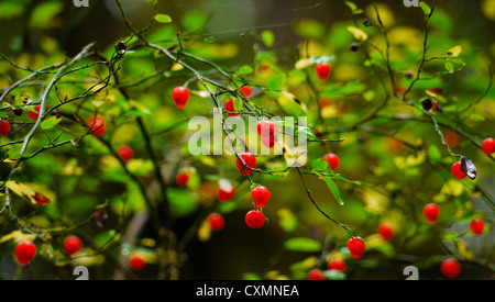 Fruits rouges sur un buisson Banque D'Images