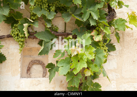 Raisins sur la viticulture un mur avec un fer à cheval dans une alcôve Banque D'Images