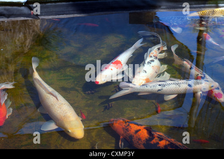 Colorful japanese koi poissons nager dans l'étang Banque D'Images