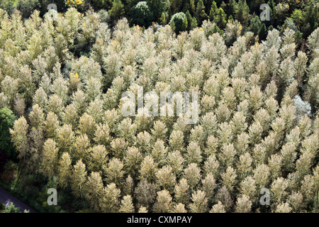 Vue aérienne de la cime des arbres, ils pourraient être des bouleaux Banque D'Images