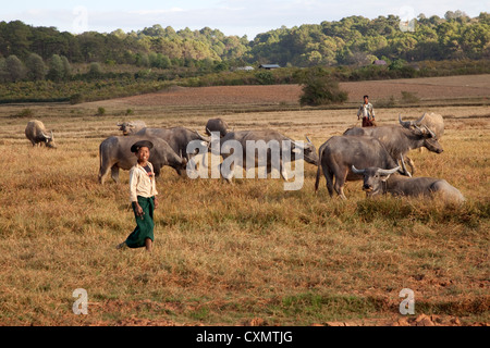 Le Myanmar, la Birmanie, l'État Shan. Jeune garçon avec le buffle. Banque D'Images