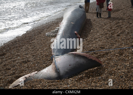 Rorqual commun, Balaenoptera physalus, rejetés morts à Shingle Street, Suffolk, Angleterre photographié le 4 octobre 2012 Banque D'Images