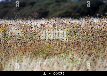 Herbe sauvage soufflant dans la brise se tournant vers Seed Brighton , Sussex UK Banque D'Images