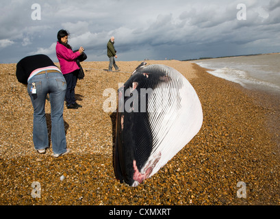 Rorqual commun, Balaenoptera physalus, rejetés morts à Shingle Street, Suffolk, Angleterre photographié le 4 octobre 2012 Banque D'Images