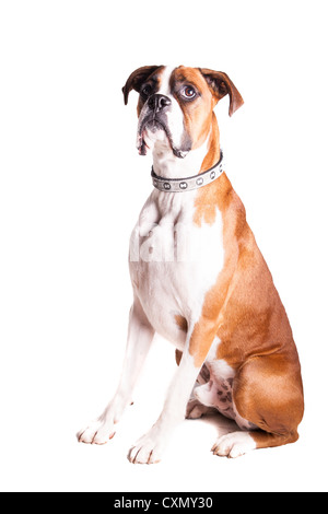 Chien Banque D'Images