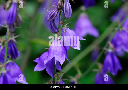 Triphylla Adenophora potaninii bush ladybell fleur fleurs pourpres en forme de forme bell libre focus sélectif plante à fleurs portraits Banque D'Images