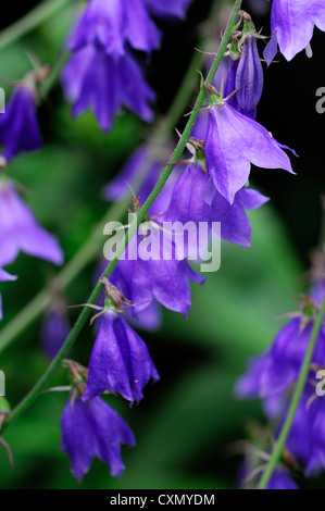 Triphylla Adenophora potaninii bush ladybell fleur fleurs pourpres en forme de forme bell libre focus sélectif plante à fleurs portraits Banque D'Images