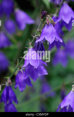 Triphylla Adenophora potaninii bush ladybell fleur fleurs pourpres en forme de forme bell libre focus sélectif plante à fleurs portraits Banque D'Images
