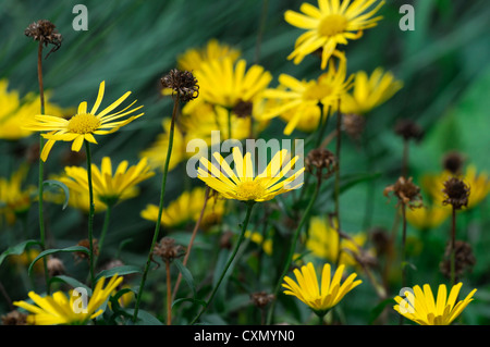 Buphthalmum salicifolium alpengold ox-eye plante très élevé de fleurs jaunes fleurs portraits floraison vivaces vivaces Banque D'Images