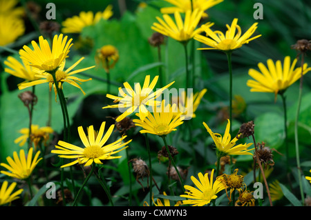 Buphthalmum salicifolium alpengold ox-eye plante très élevé de fleurs jaunes fleurs portraits floraison vivaces vivaces Banque D'Images