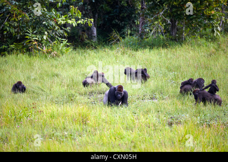 Gorille de plaine de l'Ouest, Mbeli Bai, Nouabale Ndoki National Park, République du Congo, Afrique Banque D'Images