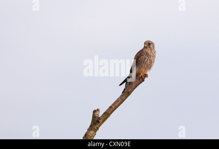 Femme Sauvage, Kestrel Falco tinnunculus perché sur une branche Banque D'Images