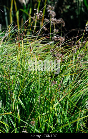 Luzula nivea lucius Snowy moindre Rush Bois feuillage feuilles herbes graminées ornementales Banque D'Images
