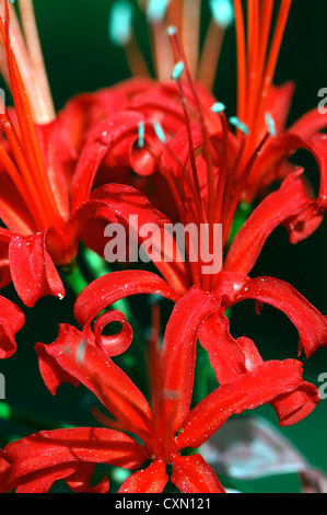 Guernsey lily Jonathan Cerrada-mon Paradis sarniensis fleurs rouge ampoule floraison automnale automne Offres Banque D'Images