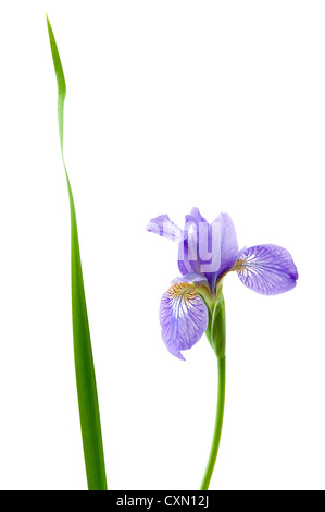 Iris flower isolated on white background Banque D'Images