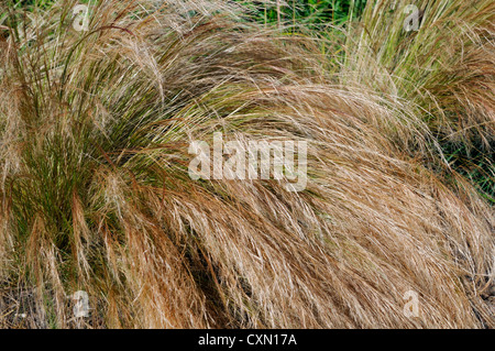 Stipa tenuissima pony tails brun crème vivaces graminées ornementales plantes feuilles herbe formant touffe portraits Banque D'Images