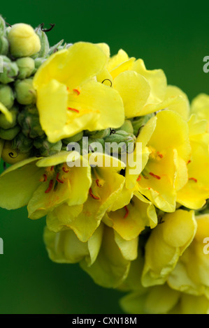 Verbascum blattaria molène papillon jaune fleur fleurs inflorescence plante bisannuelle sélective mulleins portraits Banque D'Images