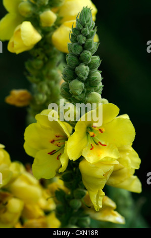 Verbascum blattaria molène papillon jaune fleur fleurs inflorescence plante bisannuelle sélective mulleins portraits Banque D'Images