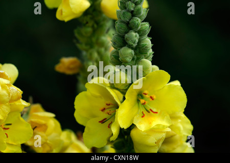 Verbascum blattaria molène papillon jaune fleur fleurs inflorescence plante bisannuelle sélective mulleins portraits Banque D'Images