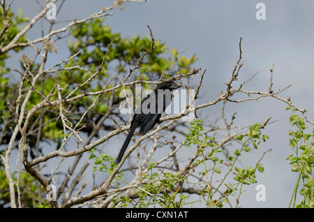 L'Equateur, Galapagos, Floreana, Punta Cormoran. Ani à bec lisse (Crotophaga ani) : sauvages des espèces introduites. Banque D'Images