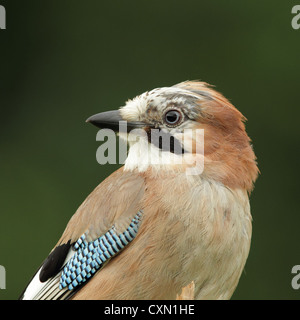 Portrait d'une eurasienne Jay (Garrulus glandarius). Banque D'Images