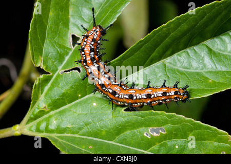 Variegated Fritillary Caterpillar papillon sur Fleur de passion, Euptoieta claudia Banque D'Images