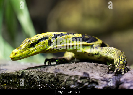 Contrôle de l'eau à tête jaune (Varanus cumingi), ou l'eau des Philippines. Banque D'Images