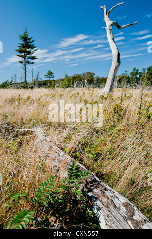 Une partie de la skyline trail à Cape Breton Highlands Banque D'Images