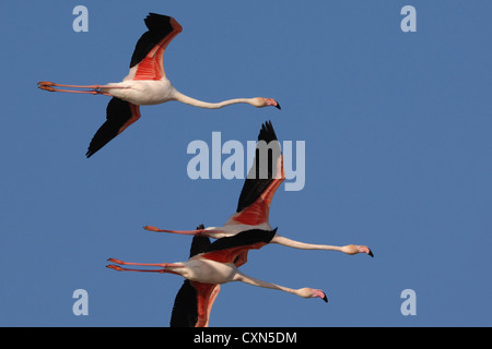 Trois flamants roses en vol en formation dans le ciel bleu de la Provence, France, Europe Banque D'Images