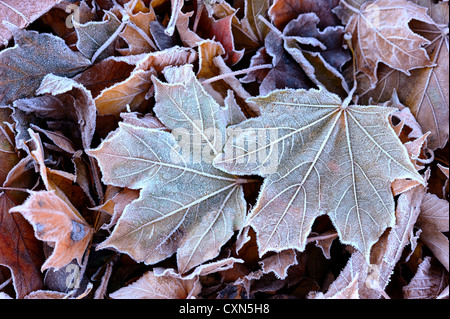 Le premier gel automnal sur les feuilles tombées dans le parc. Banque D'Images